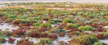 Katar 'da yağmur mevsiminde renkli çöl çalıları ve küçük çöl bitkileriyle çöl manzarası