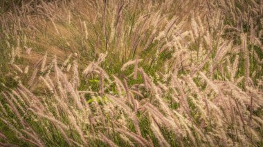 Katar parklarında (sıcak bölge) Muhlenbergia kılcal damarları veya perennail otları)