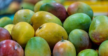 Arka planda Hint sindhooram mangosu var.