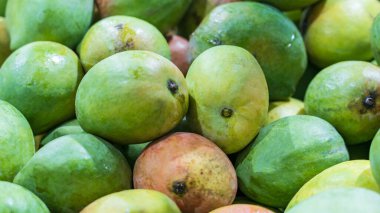 Arka planda Hint sindhooram mangosu var.