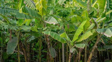 Salalah 'da muz planasyonu, Umman.,