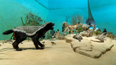 Doha, Katar 5 Ekim 2024: Katar Ulusal Kütüphanesinde mumyalanmış ulusal hayvanların sergilendiği bir sergi. Sergide, bölgeye özgü korunmuş hayvan örneklerinin yer aldığı Katar 'ın zengin doğal mirasının altı çiziliyor..