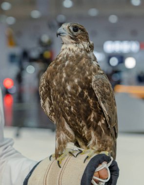 Çarpıcı bir pozda çekilen görkemli bir şahin keskin, odaklanmış gözlerini sergilerken Şahinlik, eğitimli bir yırtıcı kuş vasıtasıyla doğal hallerinde ve habitatlarında vahşi hayvanları avlamaktır..