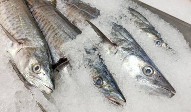 Doha, Qatar October 12, 2024: A fresh catch of Sheri fish, a popular local delicacy in Qatar, displayed at a market, showcasing its vibrant colors and quality. clipart