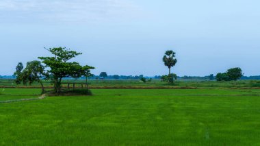 Havarana, Sri Lanka-18 Ocak 2025: Sri Lanka kırsalının göbeğindeki yemyeşil çeltik tarlaları, canlı mavi gökyüzü altında geleneksel pirinç tarlalarının ve kırsal alanların güzelliklerini yakalıyor..