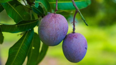 Vilad mango meyvesi. Sri Lanka 'da taze mango meyvesi