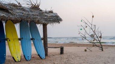 Hikkaduwa, Sri Lanka - 18 Ocak 2025: Sörf tahtası kumlu bir sahilde bir palmiye ağacının yanında, sörf yapmak için mükemmel. Sri Lanka 'nın çarpıcı plajı su sporları ve macera sunuyor..