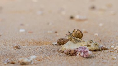 Doha, Katar-18 Ocak 2025: Kumlu sahil boyunca ilerleyen bir keşiş yengecinin yakın çekimi. Küçük yaratık ödünç aldığı kabuğun içinde görülür, vahşi hayatta kalma stratejisinin tipik bir örneği..