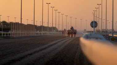 Al Shahaniya, Doha, Katar - Mart 03.2024: deve bakıcıları, Al Shahaniya pistindeki develeri önümüzdeki kış yarışına hazırlamak için eğitiyor ve koşullandırıyorlar..