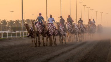 Al Shahaniya, Doha, Katar - Mart 03.2024: deve bakıcıları, Al Shahaniya pistindeki develeri önümüzdeki kış yarışına hazırlamak için eğitiyor ve koşullandırıyorlar..