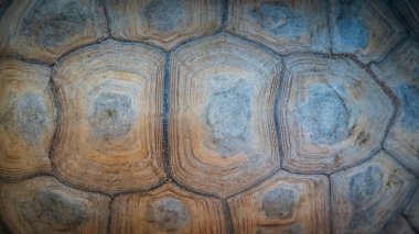 Afrika Mahmuzlu Kaplumbağa Kabuğu Genel Görünümü, kubbeli, simetrik şeklini ve koyu lekeli belirgin sarı-kahverengi rengini gösteriyor.