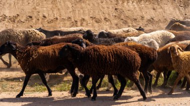 Çiftlik koyunu sürüsü ve inekler engebeli dağlarda otluyor ve vahşi doğada açık otlaklar var..