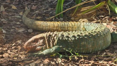 Kuzey Caiman, Kertenkele Dracaena guianensis, Der Krokodilteju. Kuzey Caiman Kertenkele Dracaena guianensis, Der Krokodilteju veya Krokodilski Tegu Guster çakıl zeminde