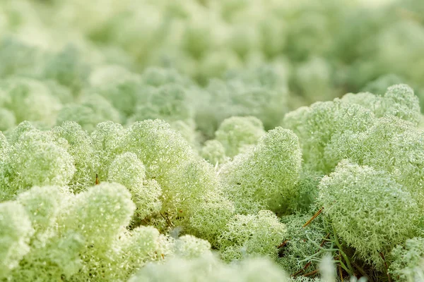 Sabahın erken saatlerinde ormanda yumuşak yosun yumağı. Tundrada çok güzel doğal bir arka plan. mavi yosun