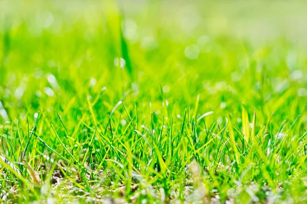 Fresh Green Spring Grass Closeup Sun Young Golf Course Lawn — Stock Photo, Image