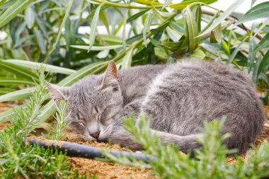 Evsiz hayvanlar. Güzel, tüylü, gri bir kedi yeşil çimlerde oturuyor. Evsiz bir kedi..
