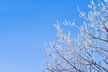 Mavi gökyüzüne karşı beyaz buzla kaplı ağaç dalları. kış kartpostalı ya da tahmin arkaplanı kavramı