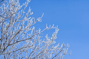 Mavi gökyüzüne karşı beyaz buzla kaplı ağaç dalları. kış kartpostalı ya da tahmin arkaplanı kavramı