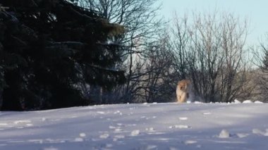 Cute young golden retriever puppy playing in the snow. Cute golden hovawart puppy running in winter day.