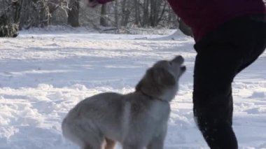 Happy hovawart puppy playing with owner in cold winter day. Golden retriever puppy playing in winter sunny day