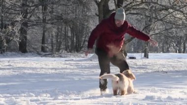 Happy hovawart puppy playing with owner in cold winter day. Golden retriever puppy playing in winter sunny day