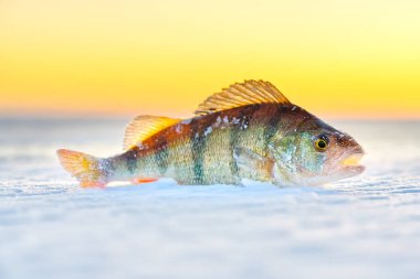 Ice fishing, perch on the snow. winter fishing, perch fish on the snow in winter on the sea, lake, river. Winter activity in Scandinavia. Hobby concept