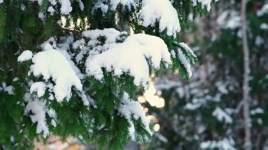 Kış havası. Karlı çam ağacı Noel sahnesi. Firavun dalları gün batımından önce karla kaplıdır. Kışın kar dalları kapladı