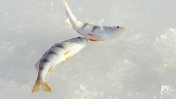 氷の釣り 雪の上に松葉杖 冬の釣り 川の冬の雪の上で魚をパーチ 北欧での冬の活動 趣味の概念 — ストック動画