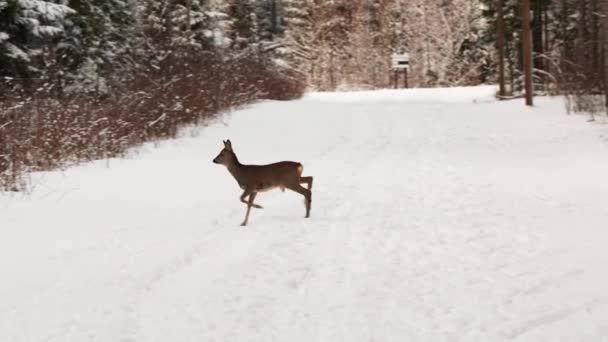 Jovens Cervos Ovinos Europeus Atravessando Estrada Inverno — Vídeo de Stock