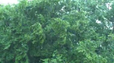 Ormanda sağanak yağmur var. Yaz günü yeşil ormanın üzerine sağanak yağış. Hava tahmini kavramı.