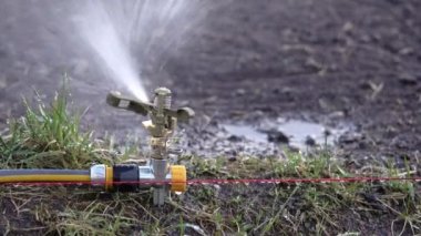 Otomatik fıskiyeler genç çimenleri suluyor. Otomatik sulama sisteminin döner başlığı yaz akşamları genç yeşil çimenleri sular..