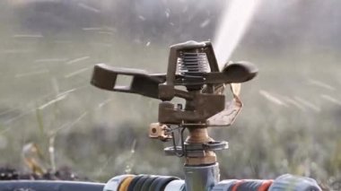 Otomatik fıskiyeler genç çimenleri suluyor. Otomatik sulama sisteminin döner başlığı yaz akşamları genç yeşil çimenleri sular..