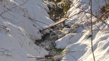 Kış havası. Karlı çam ağacı Noel sahnesi. Firavun dalları gün batımından önce karla kaplıdır. Kışın kar dalları kapladı