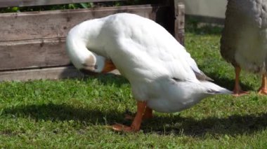 Evcil kaz tüylerini temizler. Kholmogory kaz tımarı. Kaz, parlak turuncu gagasını ve beyaz tüylerini havuz kenarındaki vücudunu temizlemek için kullanır.