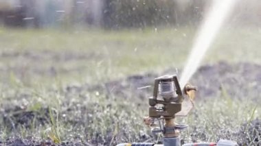 Otomatik fıskiyeler genç çimenleri suluyor. Otomatik sulama sisteminin döner başlığı yaz akşamları genç yeşil çimenleri sular..
