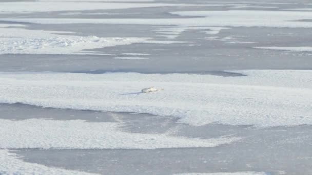 Zeemeeuw Een Bevroren Zee Wachtend Vis Van Visser Koude Winterdag — Stockvideo