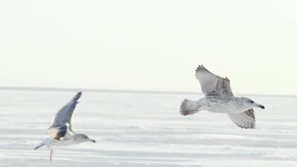 Чайка Замерзшем Море Ждет Рыбу Рыбака Холодный Зимний День — стоковое видео