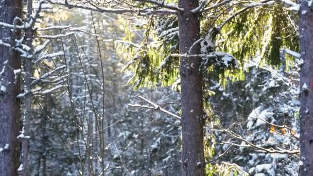 Kış Havası Karlı Çam Ağacı Noel Sahnesi Firavun Dalları Gün — Stok video
