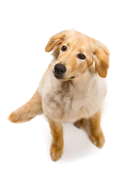 孤立した金髪のホバート子犬 かわいいホヴァートの子犬のスタジオショット ゴールデン レトリバー 5ヶ月子犬 — ストック写真