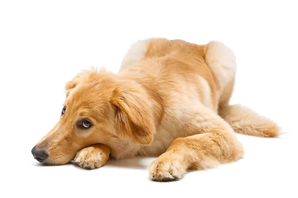 孤立した金髪のホバート子犬 かわいいホヴァートの子犬のスタジオショット ゴールデン レトリバー 5ヶ月子犬 — ストック写真