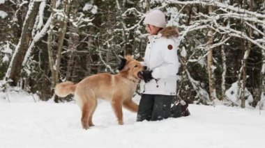 Kış ormanında sevimli sarışın Hovawart köpeğiyle oynayan genç bir kız..
