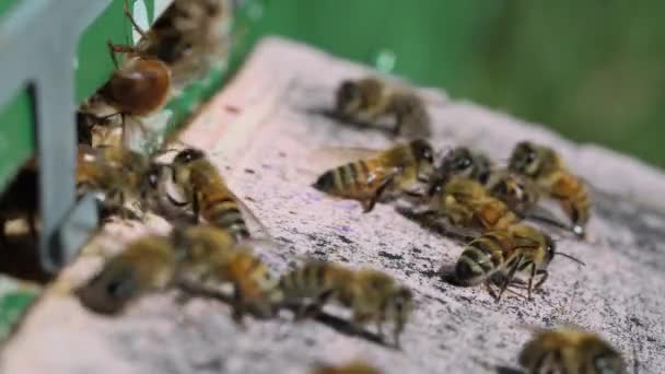 꿀벌들 벌집으로 들어갑니다 벌통을 클로즈업 입구에 벌들이 있습니다 양봉업 선택적 — 비디오
