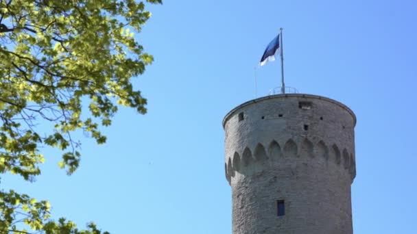 Bandera Estonia Torre Herman Soleado Día Verano Tallin Estonia Europa — Vídeo de stock