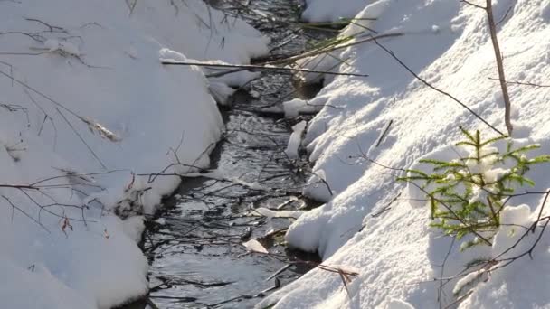 Kış Havası Karlı Çam Ağacı Noel Sahnesi Firavun Dalları Gün — Stok video