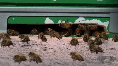 Bal arıları kovanına giriyor. Arılar kovanların girişine yaklaşıyorlar. Arılar, arı kovanları, arıcılık. Seçici odaklanma. Uçan arılara yaklaş.