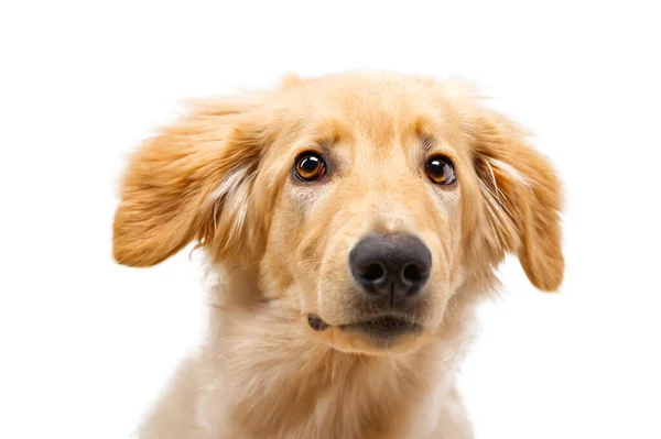 Πορτρέτο Του Όμορφου Χρυσού Σκύλου Hovawart Απομονωμένο Έξι Μηνών Hovawart — Φωτογραφία Αρχείου
