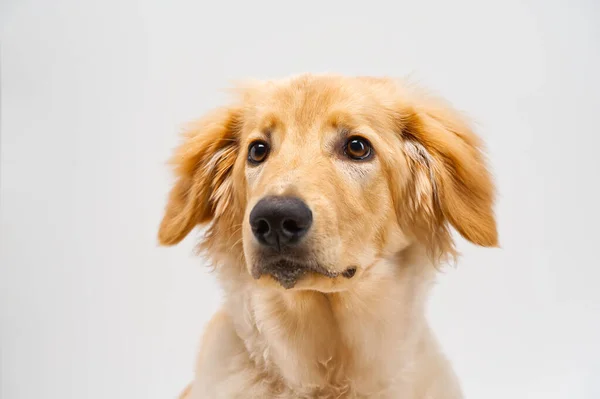 Porträt Der Schönen Goldenen Hovawart Hund Isoliert Sechs Monate Alte — Stockfoto