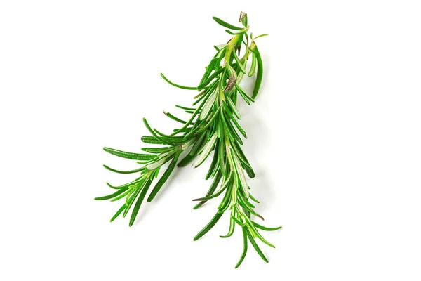 Fresh Green Sprig Rosemary Isolated White Background Green Natural Spices — Stock Photo, Image