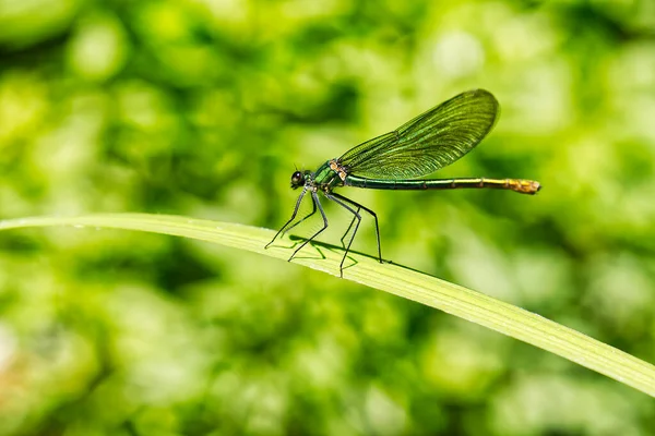 绿蜻蜓靠近了 宏观拍摄自然场景蜻蜓 绿蜻蜓在自然界的栖息地 Calopteryx Splendens男性 — 图库照片