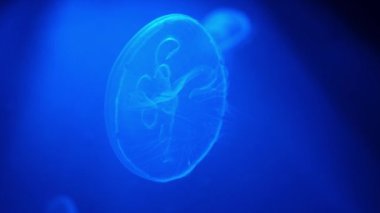 Derin mavi sularda yüzen denizanaları. Güzel denizanası, şeffaf çan şeklindeki vücutları mavi floresan ile aydınlatılıyor.